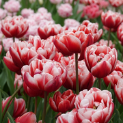 Tulip Double Late - Drumline - 12/+