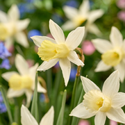 Daffodil Cyclamineus -  Elka - 12/14