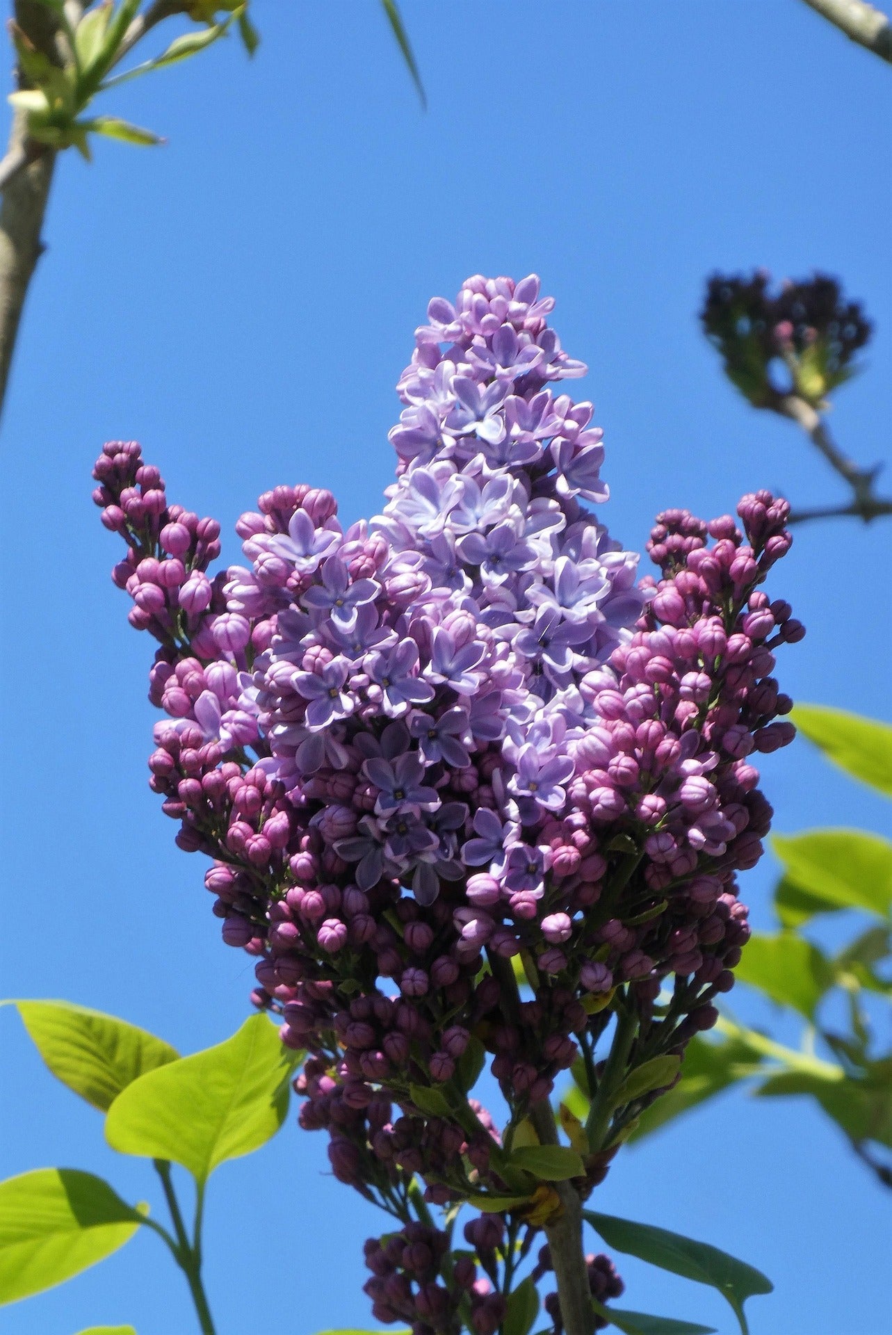 Lilac - Michel Buchner - 5L