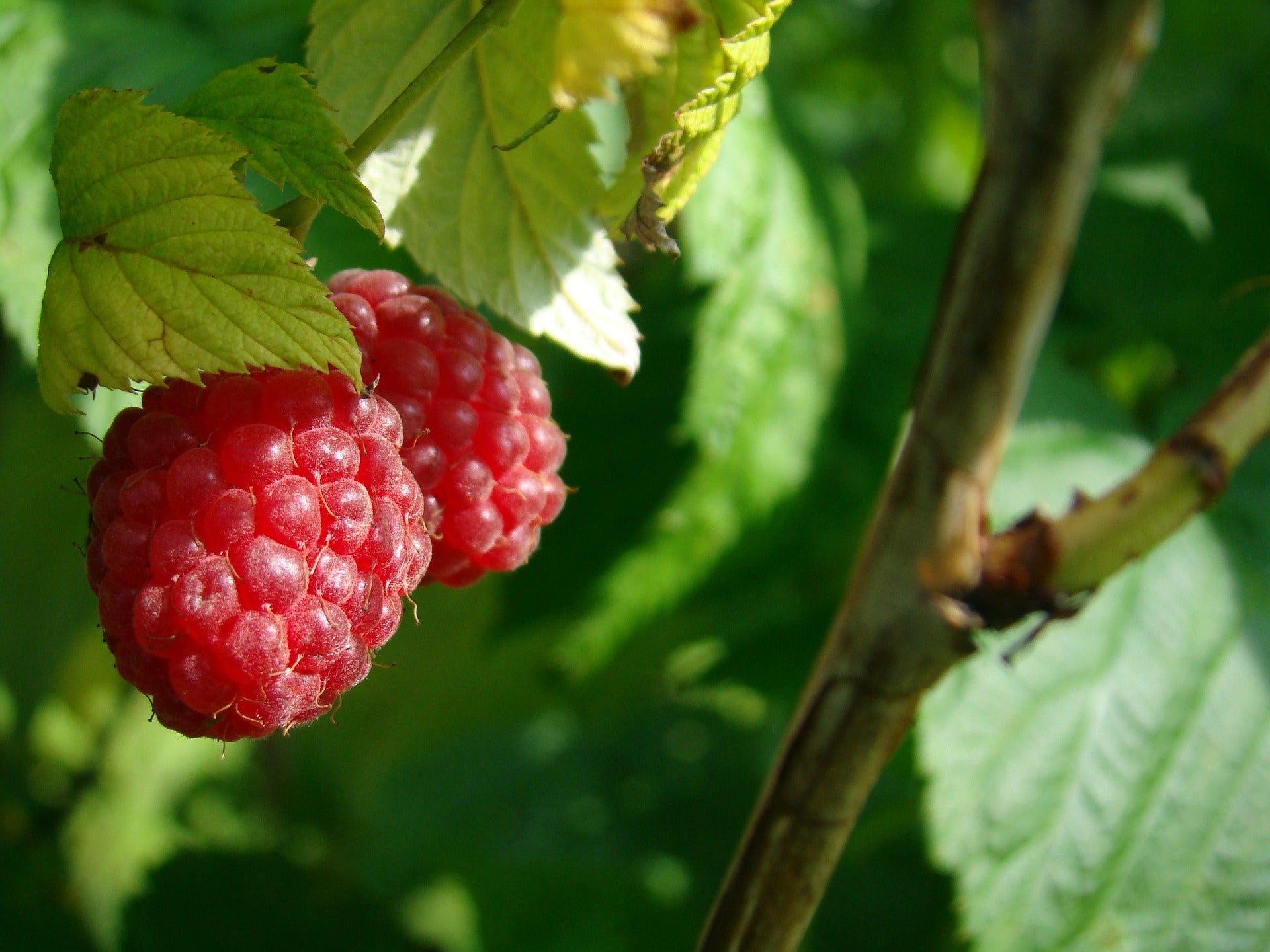 Raspberry - Zefa Herbsternte - 2L