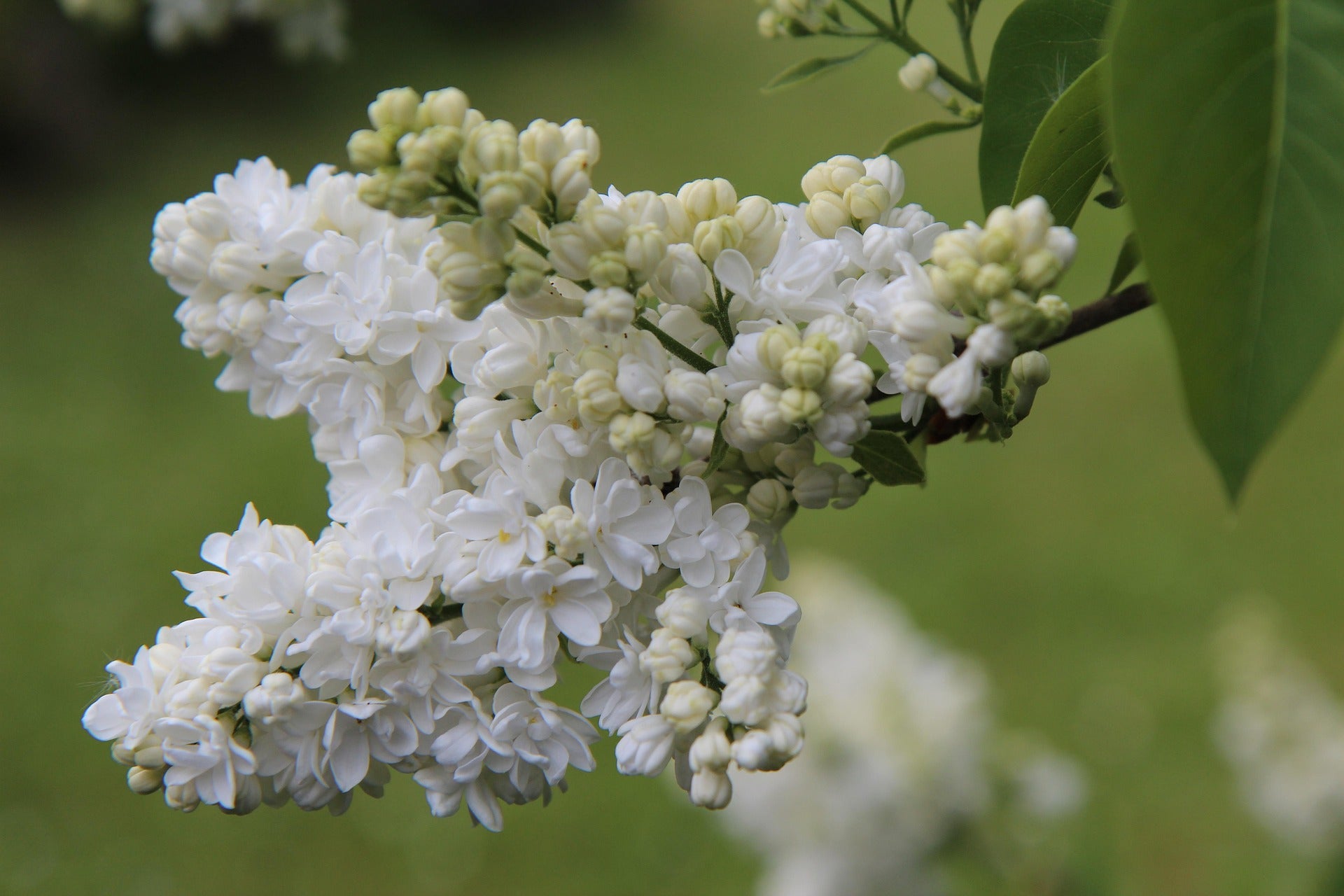 Lilac - Mme Lemoine - 5L