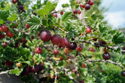 Gooseberry – Hinnonmäki Röd – 2L