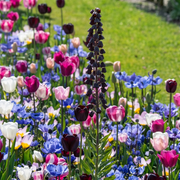 Composition - Flower Carpet