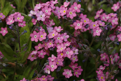 Forget-me-not - Victoria Rose - 0,25g