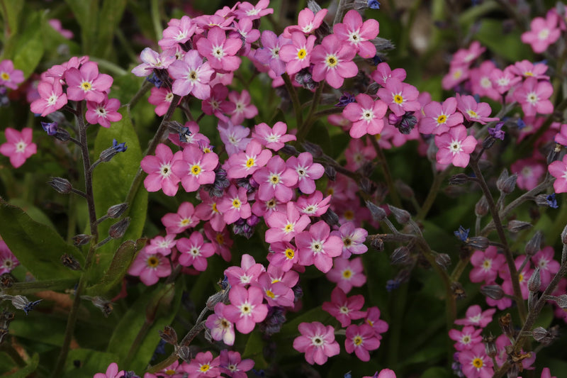 Forget-me-not - Victoria Rose - 0,25g