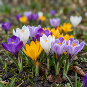 Crocus - Botanical Mix - 5/6