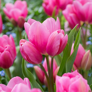 Tulipan Višecvjetni - Sretna Obitelj - 12/+