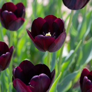 Tulip Single Late - Queen of Night - 12/+