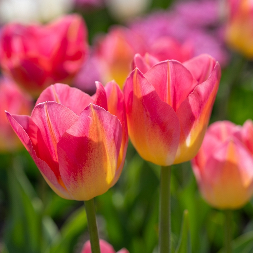 Tulipan Triumph - Tom Pouce - 12/+