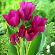 Tulip Multiflowering - Night Club - 12/+