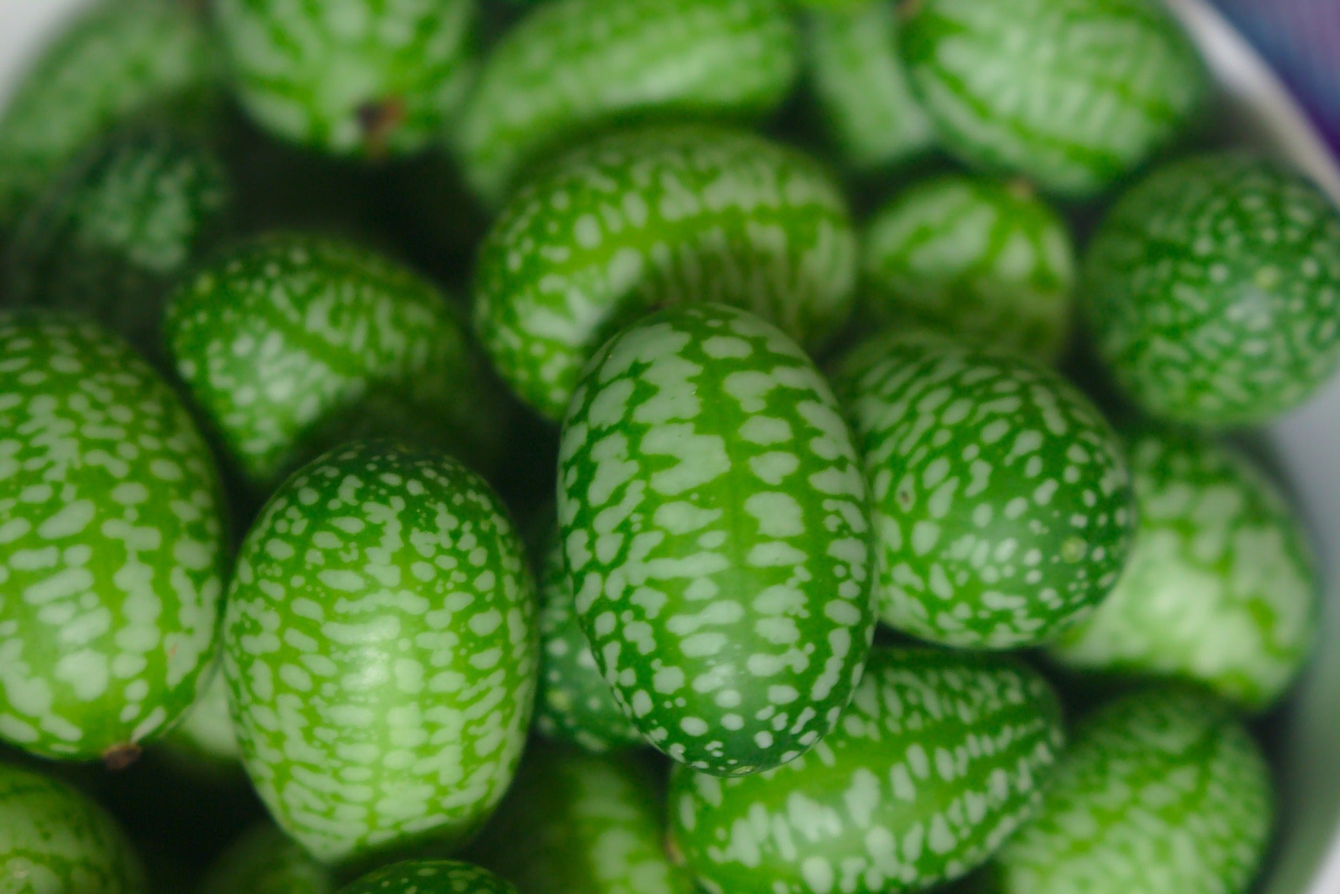 Meksički Mini Krastavac - Cucamelon - 15 Sjemenki