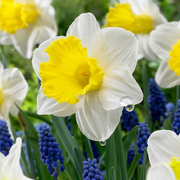 Daffodil Trumpet - Holland Sensation - 14/16