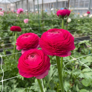 Ranunculus Elegance - Hot Pink - 2/3