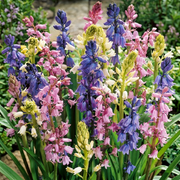 Spanish Bluebell Mix - 8/9