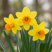 Daffodil Cyclamineus - Jetfire - 12/14