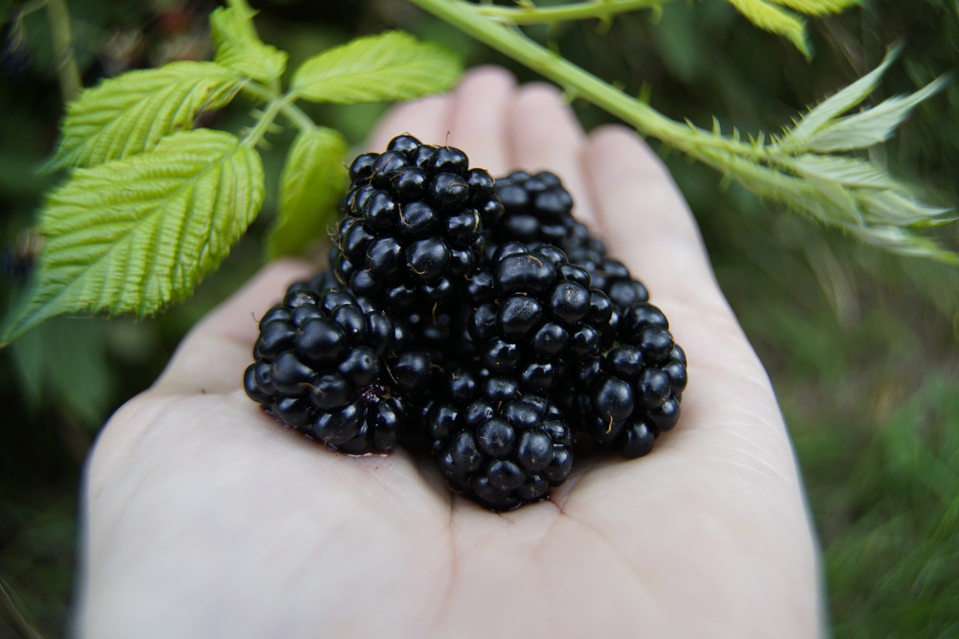 Blackberry - Black Satin - Thornless - 2L