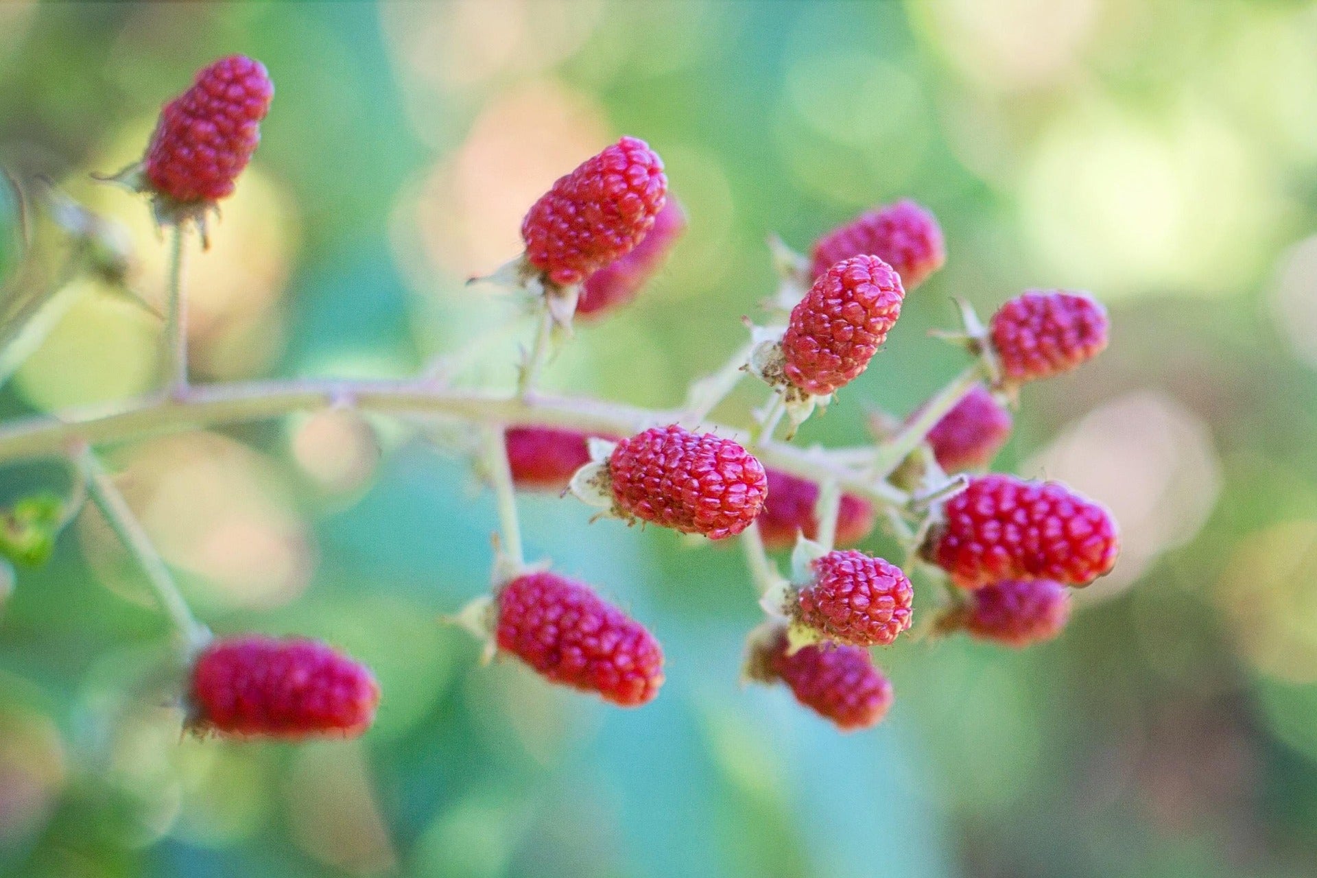 Tayberry - 2 litre