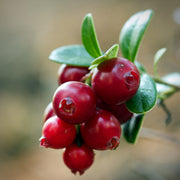 Cranberry - Pilgrim - 2L