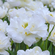 Tulip Double Late - Mount Tacoma - 12/+