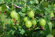 Gooseberry - Hinnonmaki Grön - 2L