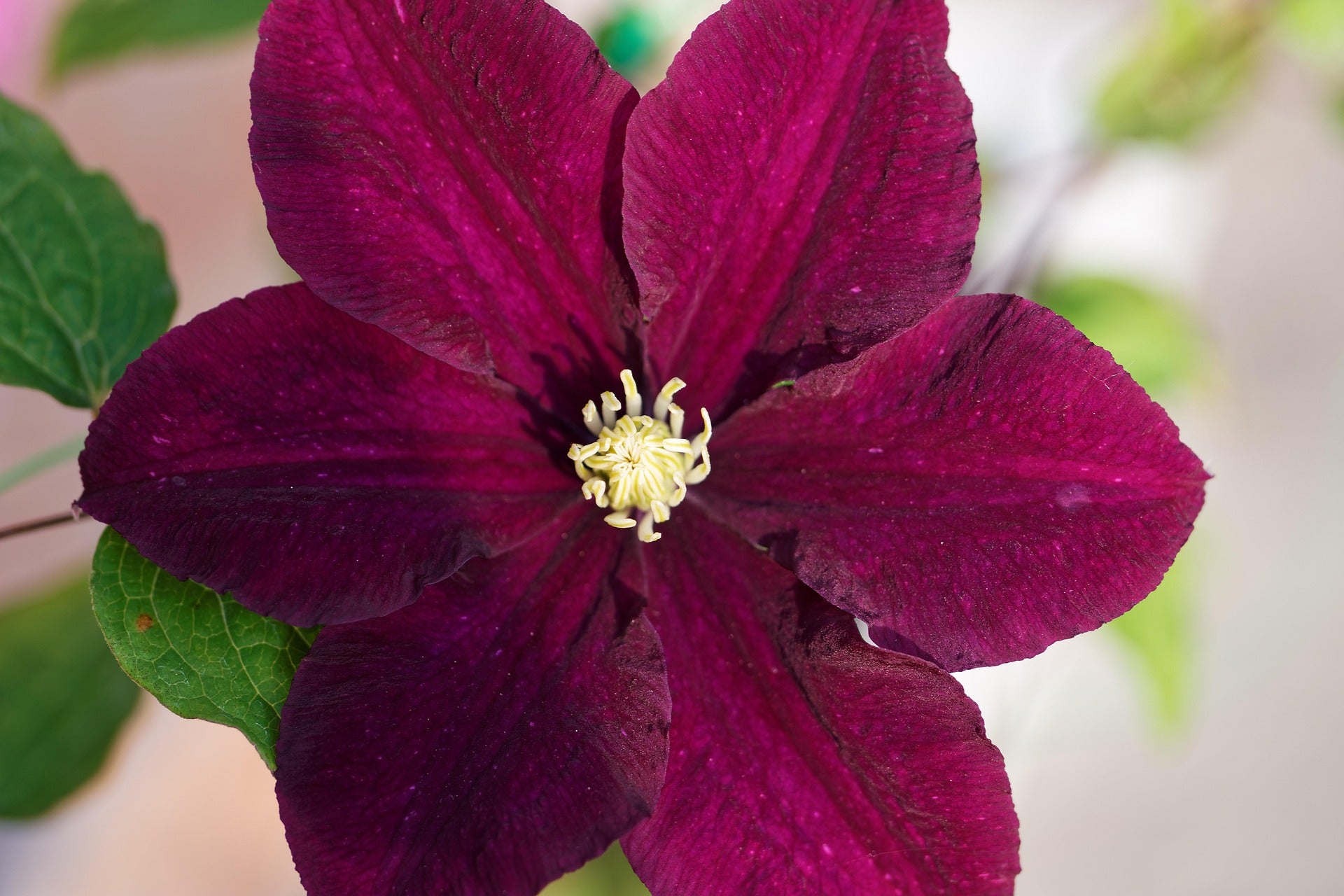 Clematis - Rouge Cardinal - 2L