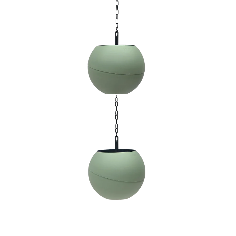 Globee - Olive