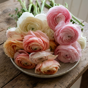 Ranunculus Elegance - Pastello Mix - 2/3