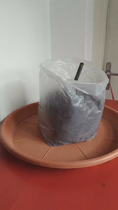 Load video: Coconut Soil Tablet- 10L