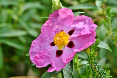 Rock Rose - Mješavina - 0,25 g