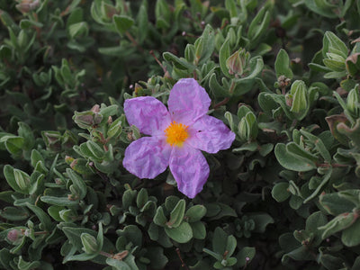 Rock Rose - Mješavina - 0,25 g