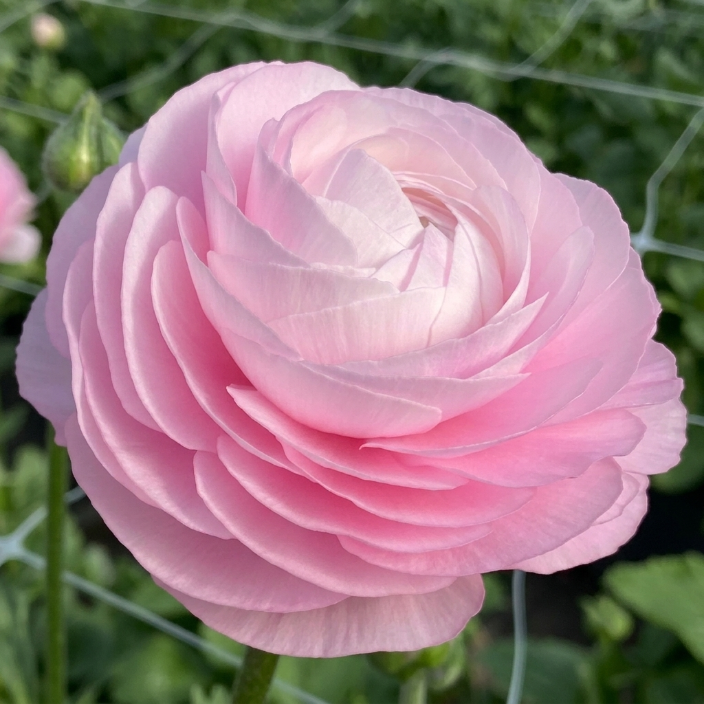 Ranunculus Elegance - Rosa Chiaro  - 2/3
