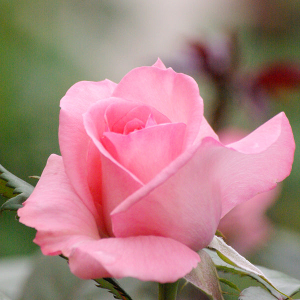 <strong>Rosen</strong>