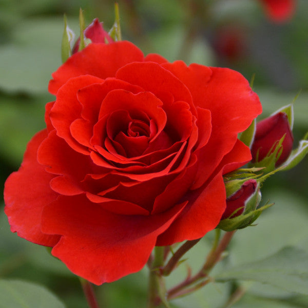 Climbing Rose - Liliana®