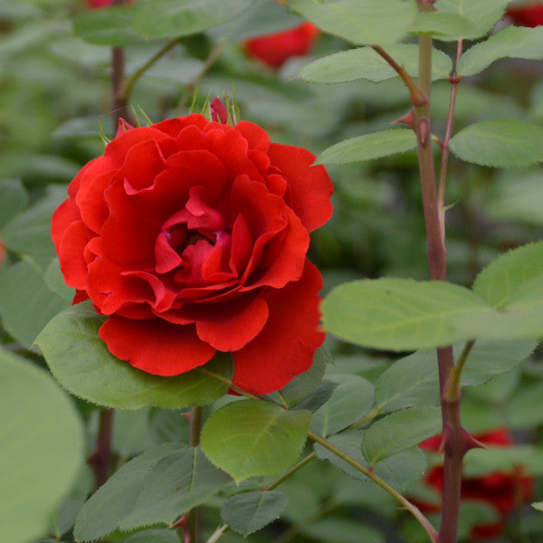 Climbing Rose - Liliana®