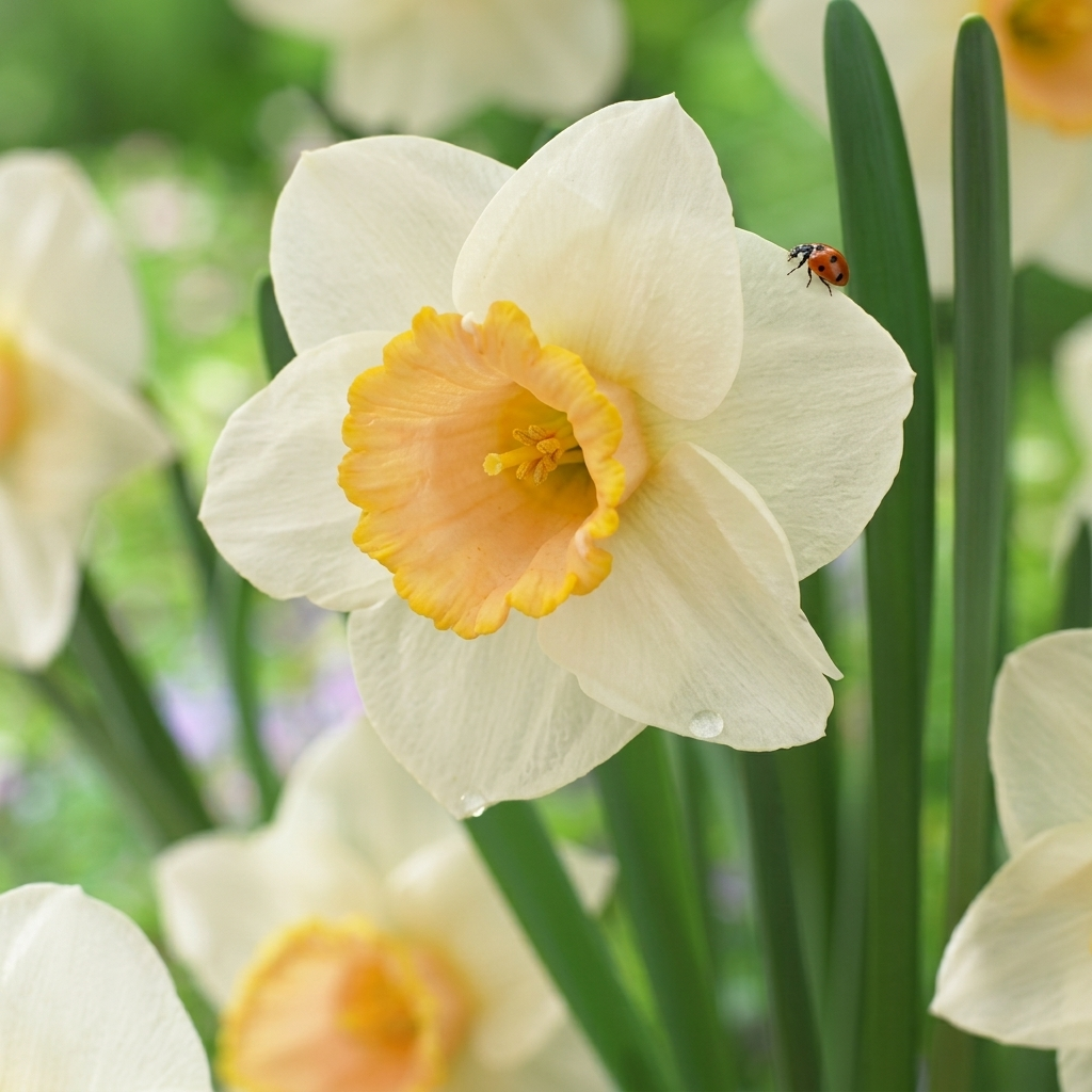 Daffodil Trumpet - Salome - 14/16