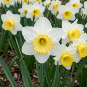 Daffodil Trumpet - Salome - 14/16
