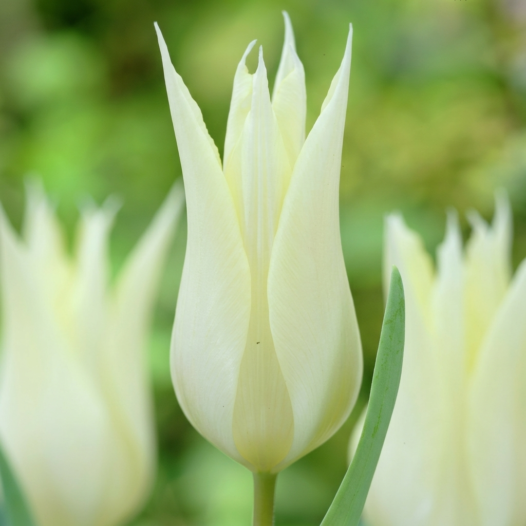 Tulip Lilyflowering - Sapporo - 12/+