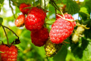 Tayberry - 2 litre