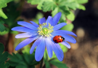 Anemone Blanda - +5/6