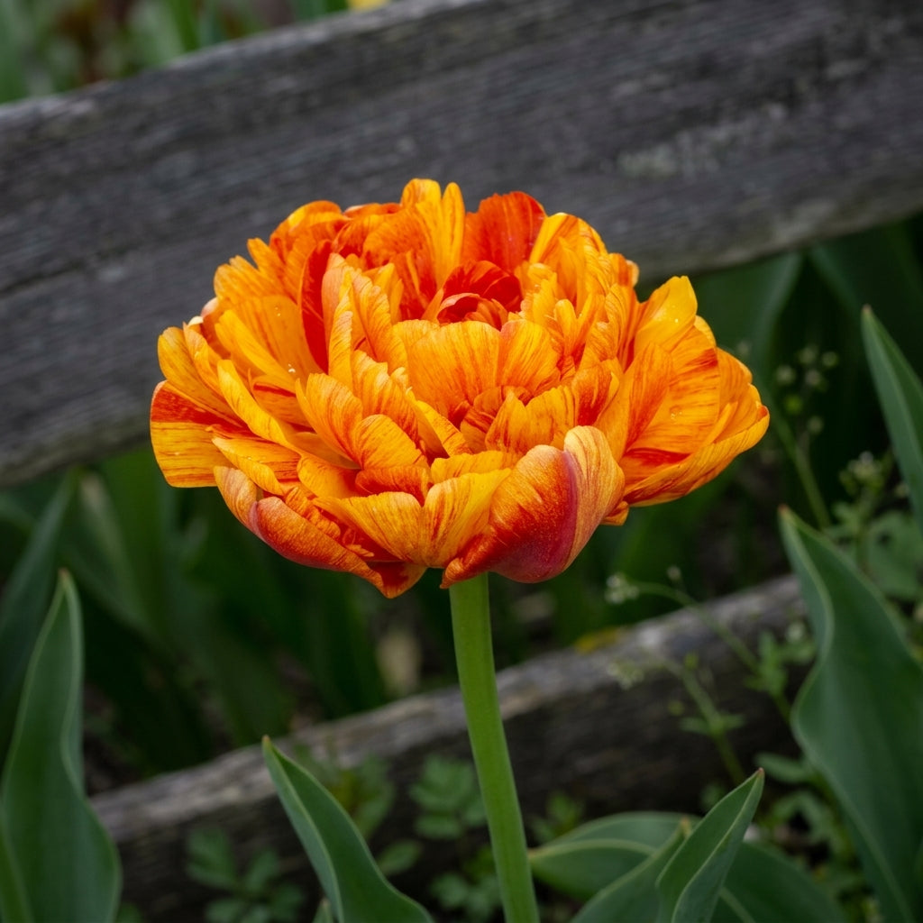 Tulip Double Late - Sunlover - 12/+