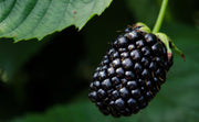 Blackberry - Black Satin - Thornless - 2L