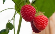Raspberry - Zefa Herbsternte - 2L