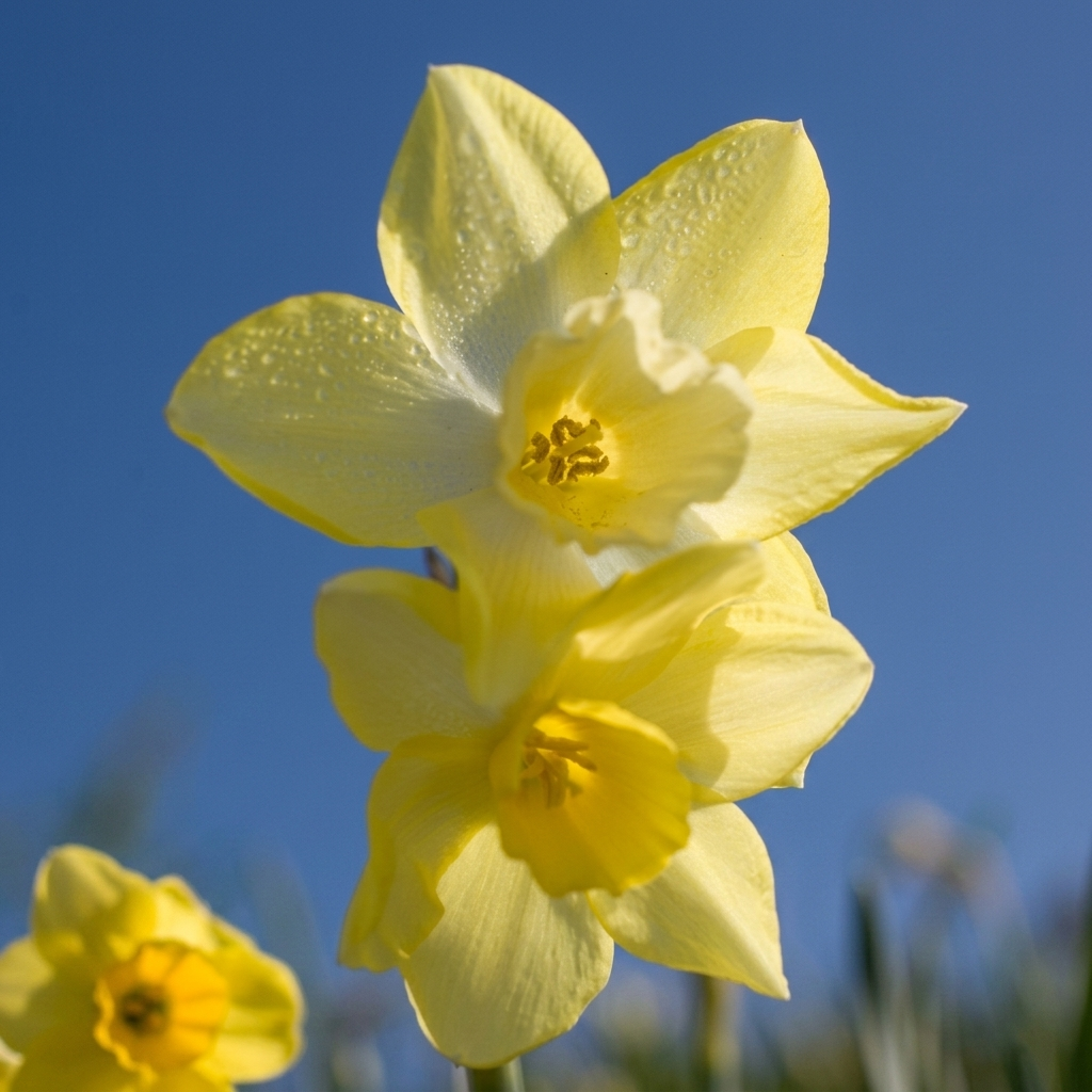 Daffodil Jonquilla - Verdin - 12/14