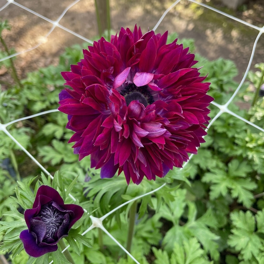 Anemones - Levante - Wine - 2/3