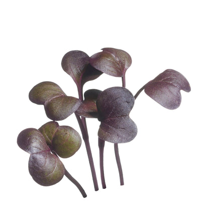 Rotkvica - Daikon Crveni - 5g