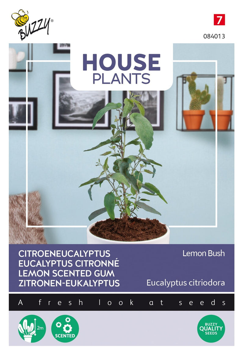 Lemon Scented Gum - Lemon Bush - 10 sjemenki