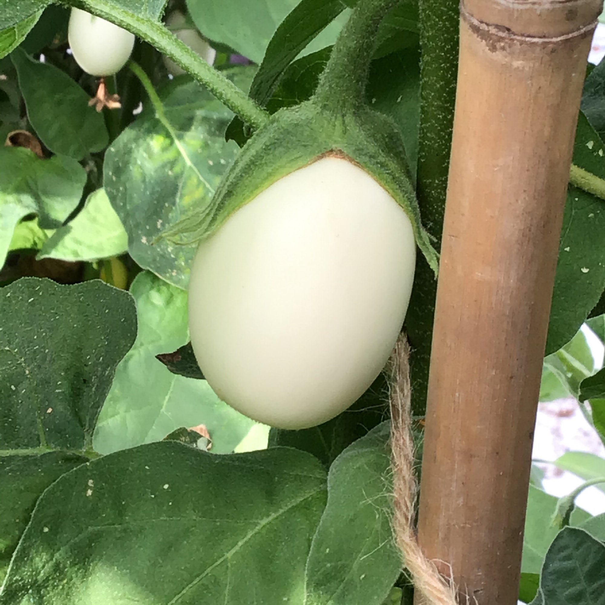 Baby Eggplant - White Egg - 0,2g