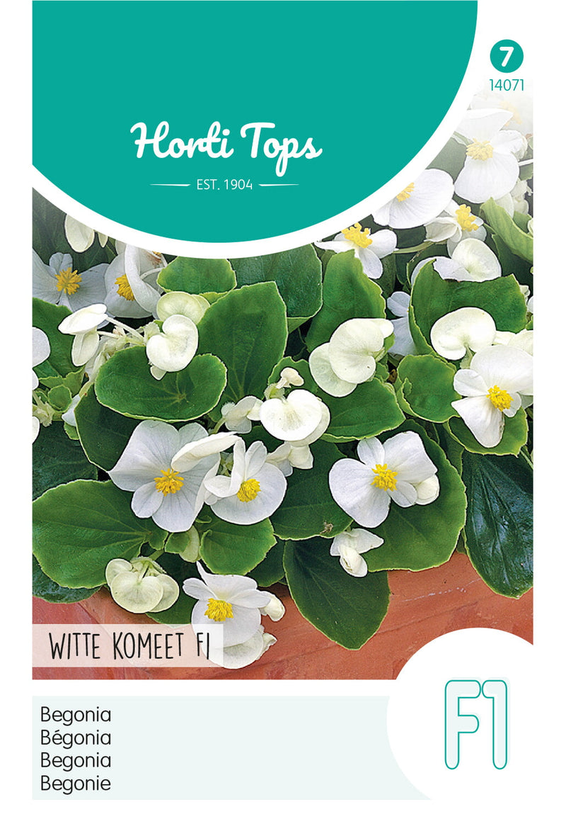 Begonia - Witte Komeet F1 - 700 sjemenki